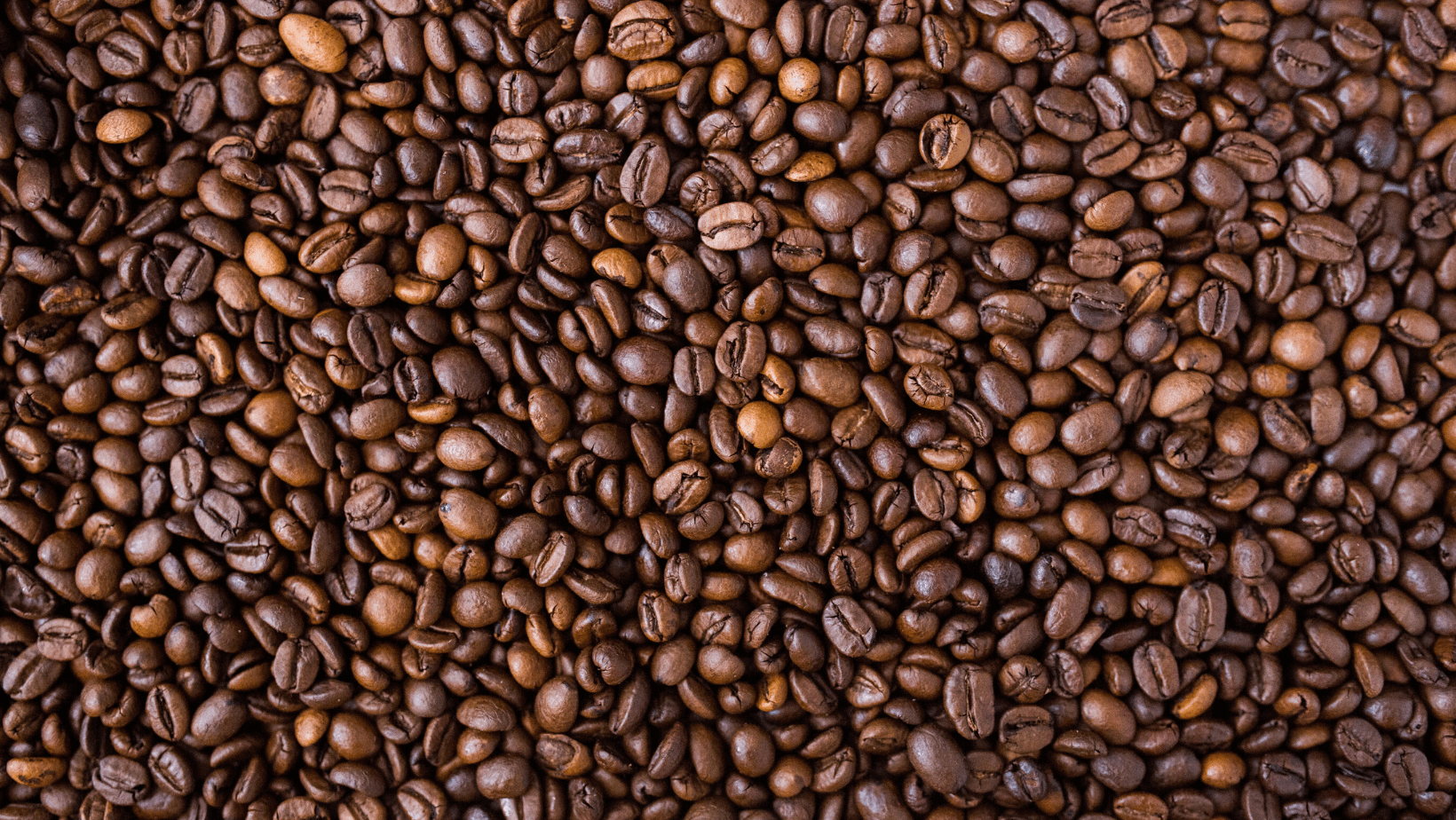 calypso caffe